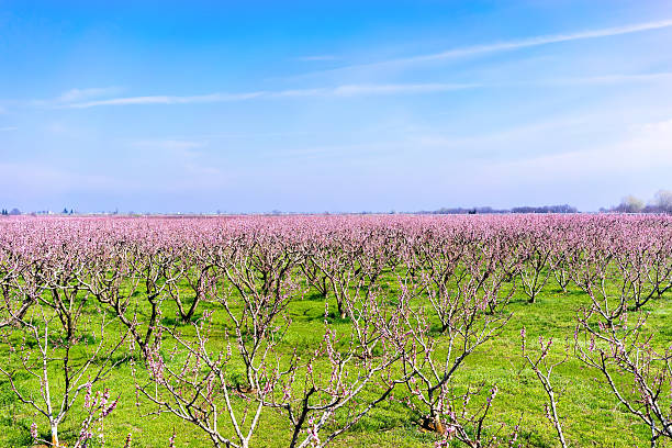 istock orchard of peach trees bloomed in spring 501886042