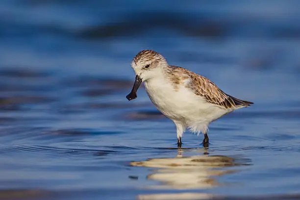 Spoon-billed sandpiper (Calidris pygmaea) who Critically Endangered status in Red of IUCN walking for food in nature in Thailan
