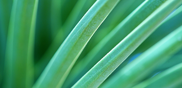 Yucca Leaves Background. Very shallow DOF.