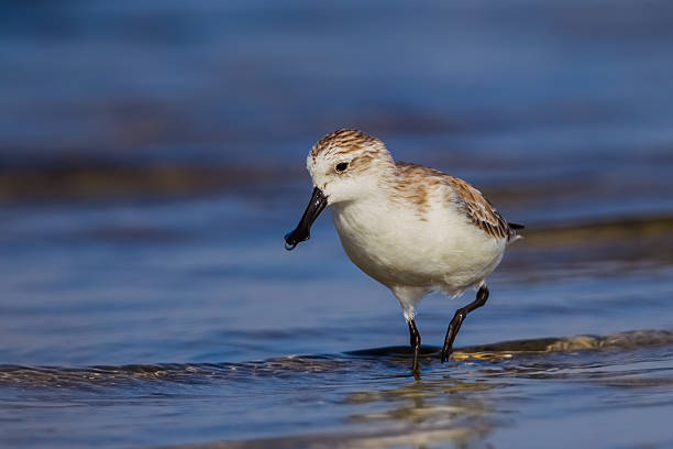 넓적부리도요 (Calidris pygmaea 스톡 사진