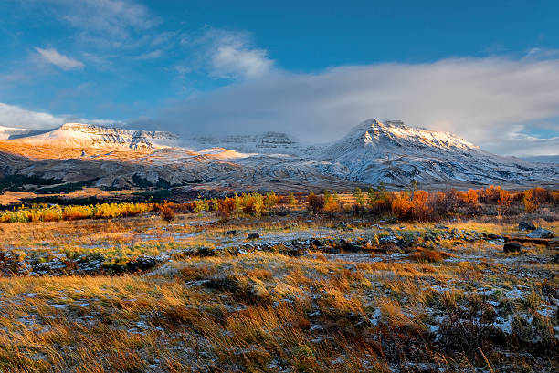 istock Iceland, Beautiful arctic landscape, wild field 501886652