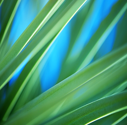 Yucca Leaves Background. Very shallow DOF.