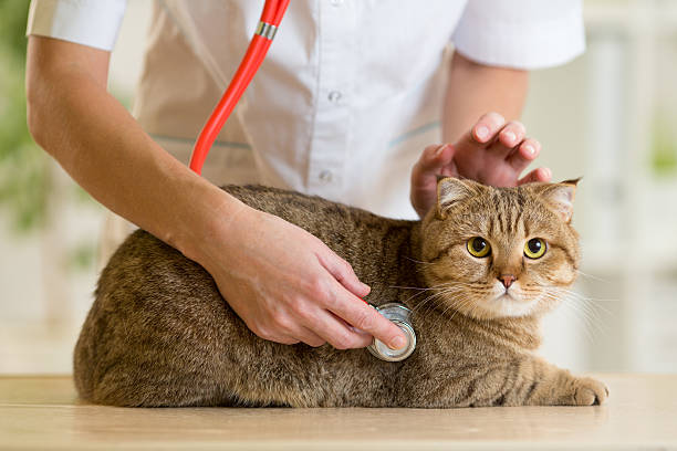 istock Veterinary doctor with british cat in clinic 501888168