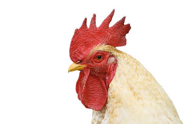 istock isolated portrait of white cock 501888334