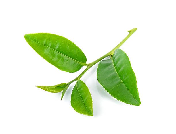 istock Tea leaves isolated on the white background 501889120