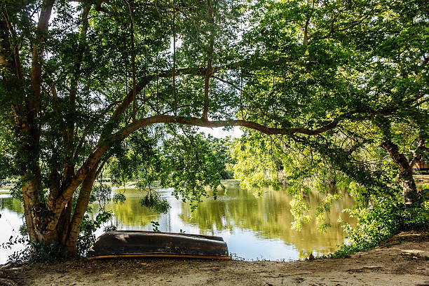 boat возле озера лодке возле елки, озеро - rowboat river lake nautical vessel стоковые фото и изображения