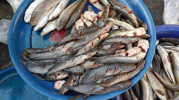 istock fish dead food animal 501890104