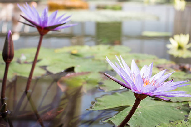 istock Lotus in the garden 501890994