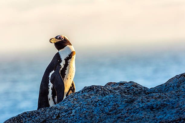The senior penguin at boulders beach