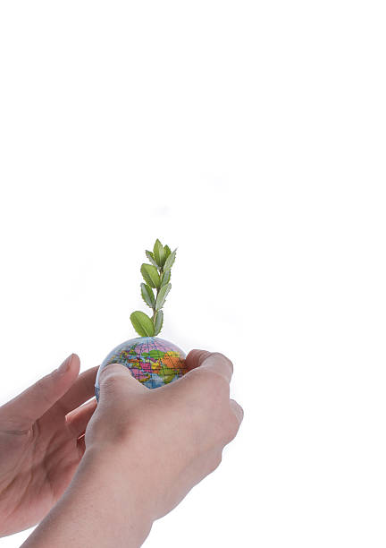 istock bunch of grass in hand 501893928