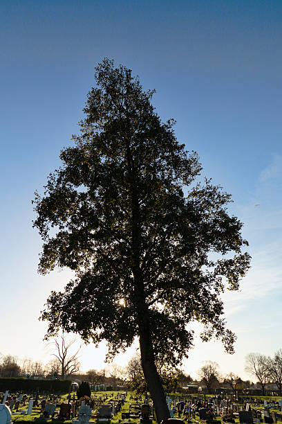istock Italian alder tree Alnus cordata in silhouette 501894292