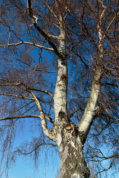 silver birch tree betula pendula fork oder krücke - knobbly stock-fotos und bilder