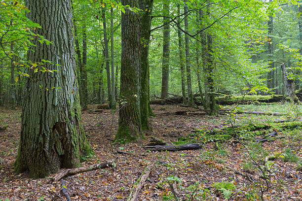 istock Old oaks in autumnal forest 501904164