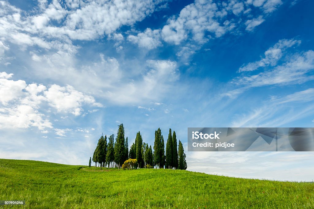 Green Cypress Hill, Val d'Orcia, Tuscany. Springtime Typical Tuscany landscape with hills and cypresses. Val d'orcia, Italy Agricultural Field Stock Photo