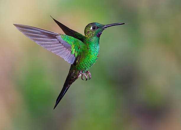 istock Hummingbird , Green-crowned Brilliant 501904716