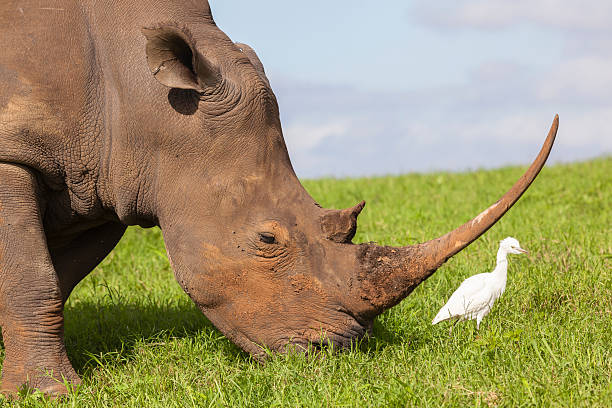 istock Rhino Bird Wildlife 501905276