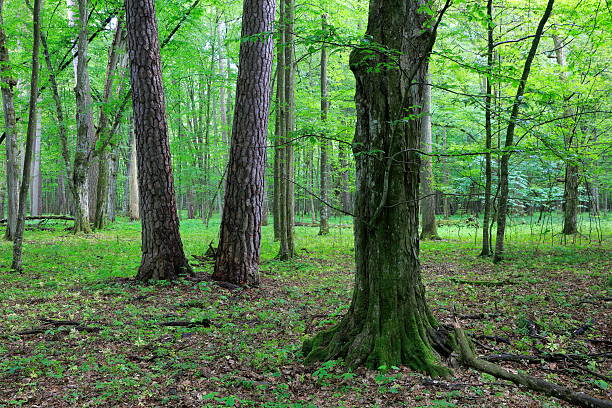 istock Two old pine and hornbeam trees in mixed stand 501905792