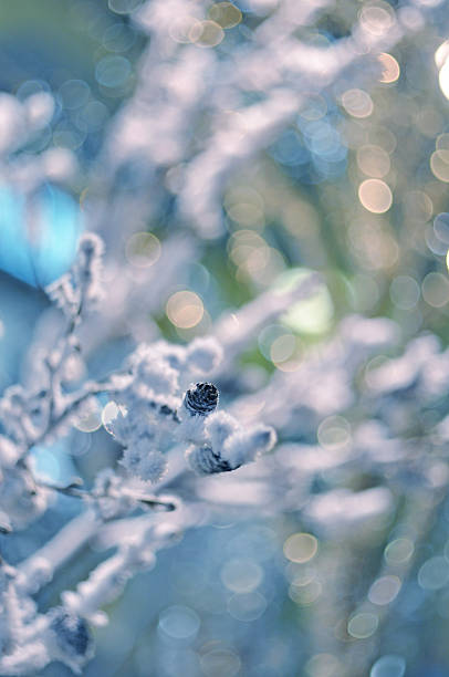 istock Beautiful snow-covered branches of a tree 501905984