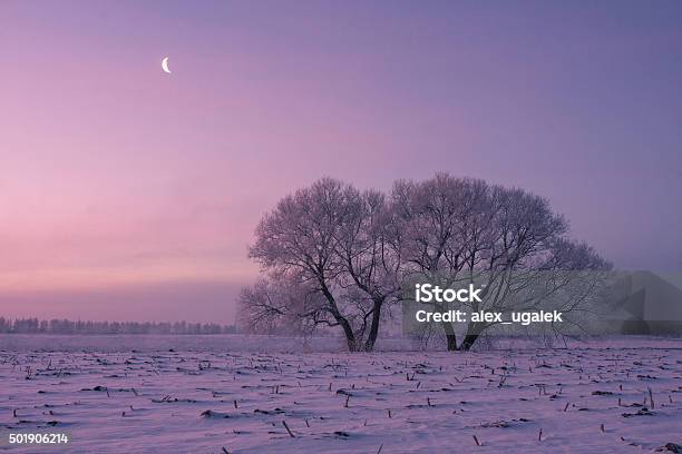 Frosty Winter Morning Stock Photo - Download Image Now - 2015, Cold Temperature, Fog
