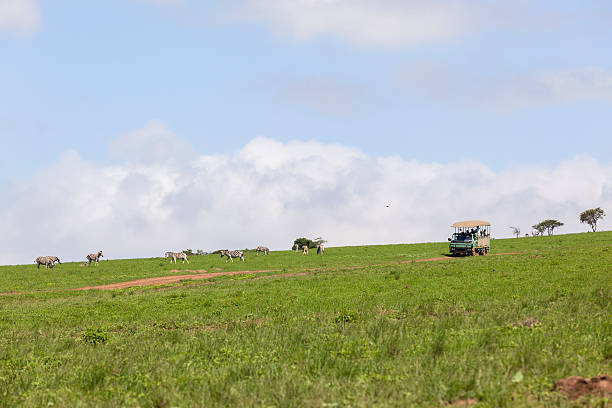 istock Wildlife Safari Vehicle Landscape 501906996