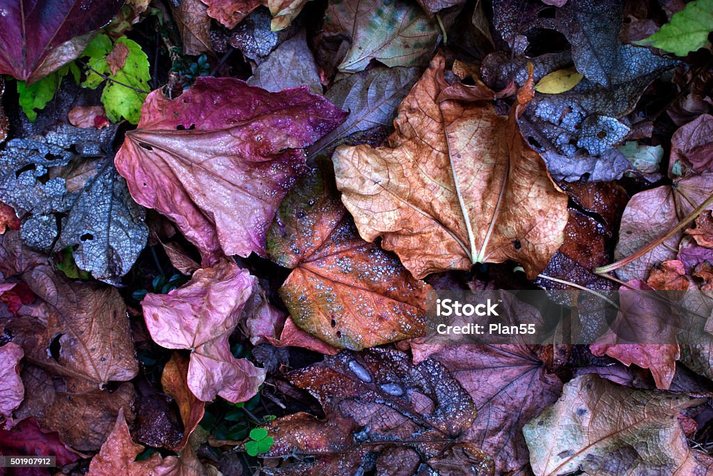 Autumn colors overlooking the ground of fallen leaves 2015 Stock Photo