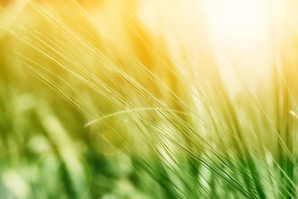 The cereal plant barley growing green and fresh in a field. Close-up of the plant. Summer and sunshine in agriculture. Text space - Copyspace and suited for background purpose. backlit with sun shining through the plants causing lens flare