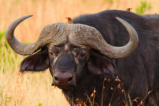 Male buffalo with oxpeckers walking in grass in Masai Mara, Kenya