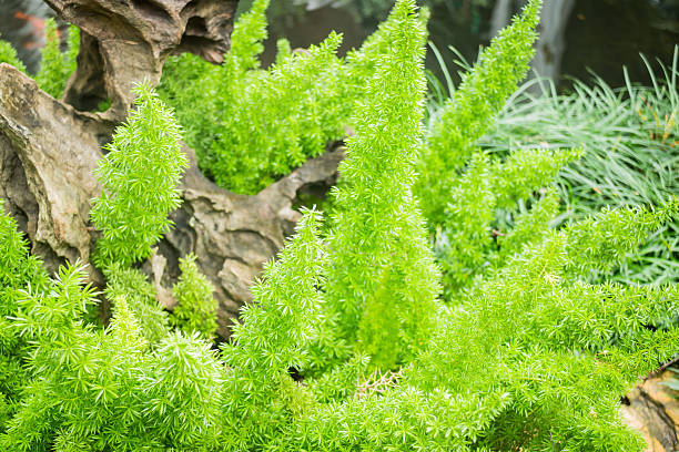 istock Minimal garden with variety tropical plant 501909104