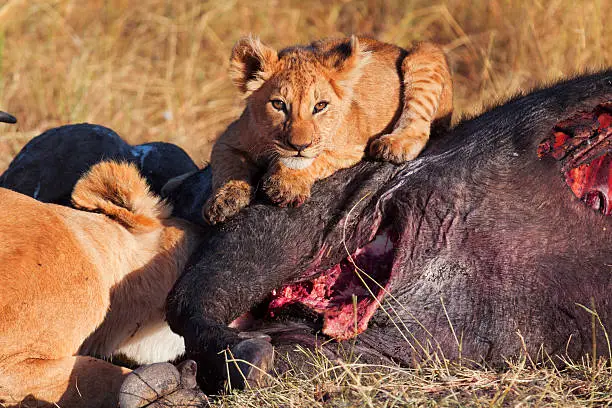 Photo of Lioness with cub eating a buffalo corps