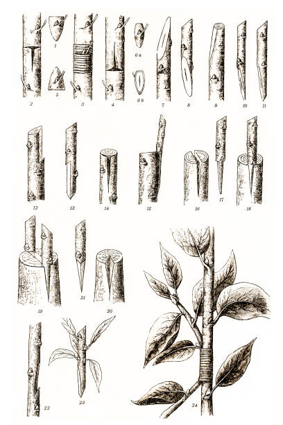 Grafting Antique illustration of different variations of grafting at trees knurl stock illustrations