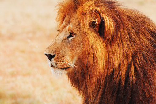 Male lion portrait in Masai Mara, Kenya