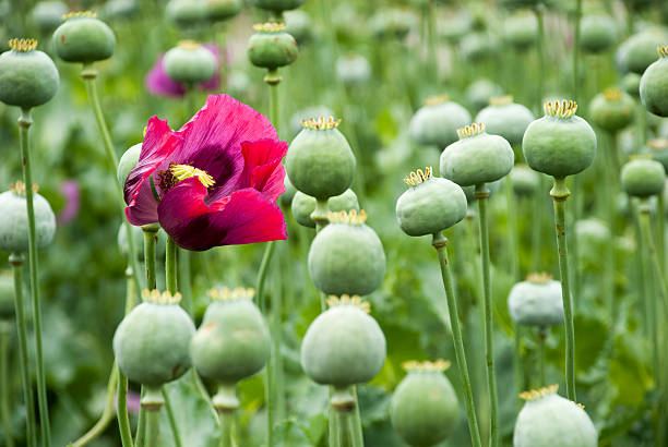 Industrial poppy Field of industrial poppy  opium poppy stock pictures, royalty-free photos & images