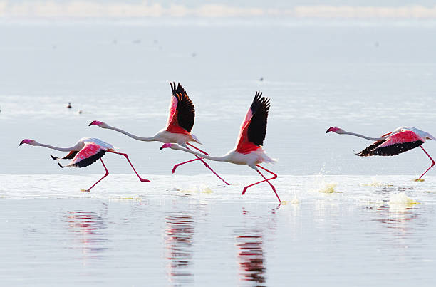 Flamingo near Bogoria Lake, Kenya Flamingo near Bogoria Lake, Kenya in february 2012 lake bogoria stock pictures, royalty-free photos & images