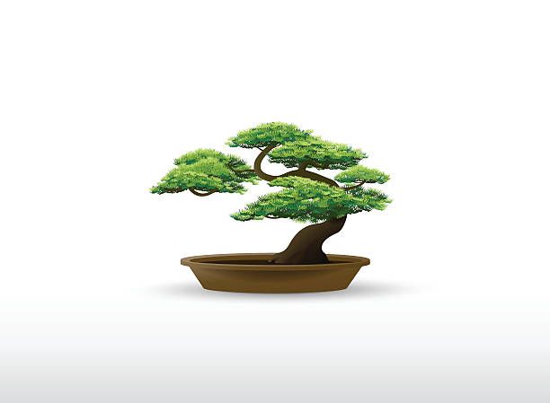bonsai plant in the pot bonsai plant in the pot illustration vector bonsai tree stock illustrations