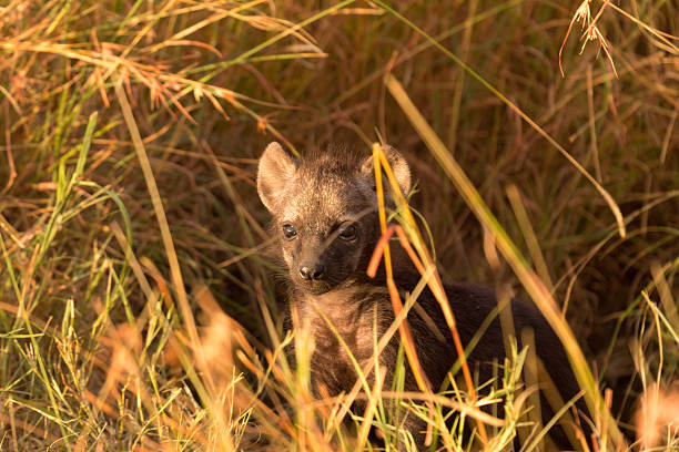 istock Baby spotted hyenas 501910200