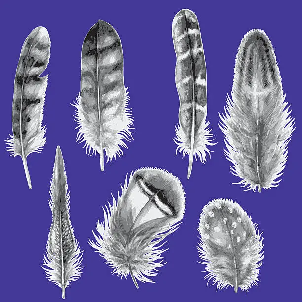 Vector illustration of Hand Drawn Watercolor Feathers.