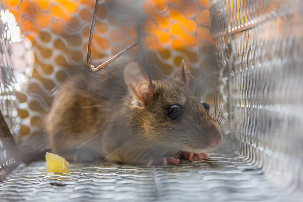 istock Close up of anxious rat trapped and caught 501912180