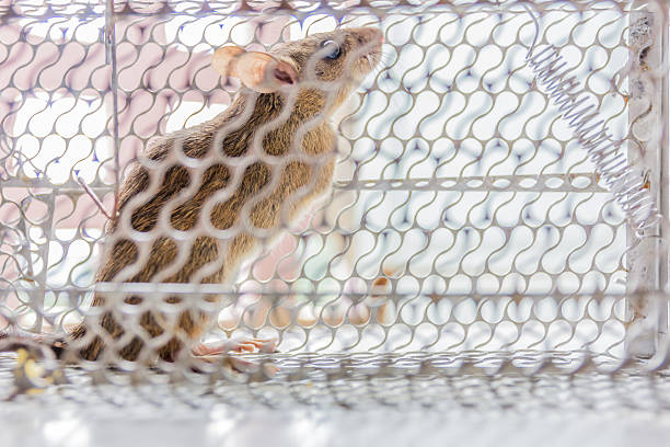 Close up of anxious rat trapped and caught