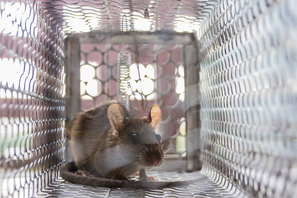 Close up of anxious rat trapped and caught