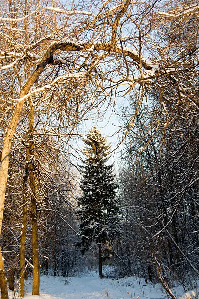 winter pine in the center of the forest
