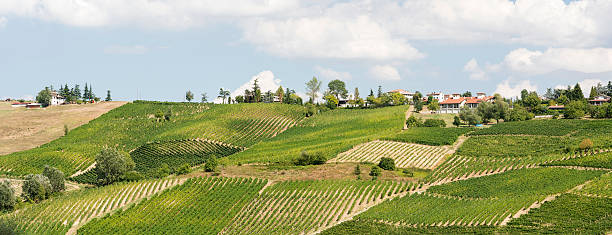 istock Vineyards in Oltrepo Pavese (Italy) 501912964
