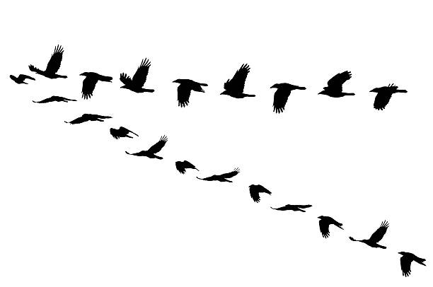 istock Rook, Corvus frugilegus 501913648