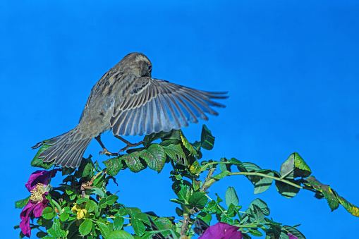 Sparrow in front of a blue sky,Eifel,Germany.