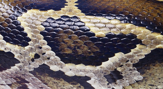 Skin Of Snake Python Background Stock Photo - Download Image Now - 2015 ...