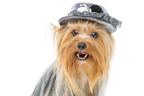 istock Beautiful yorkshire terrier in fancy hat 501915632