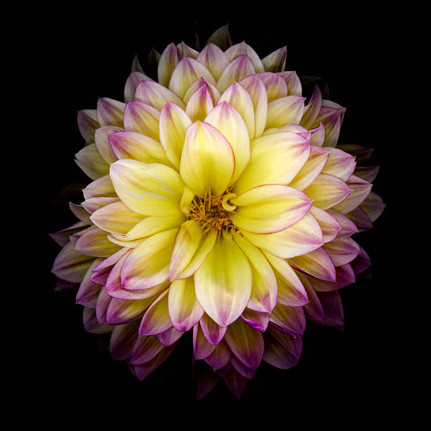 Red and yellow dahlia isolated on a black blackground,