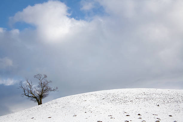 istock Lonely tree on the edge of a snowy hill 501916744