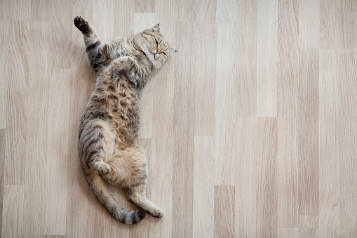 Adult cat lying on parquet floor at home