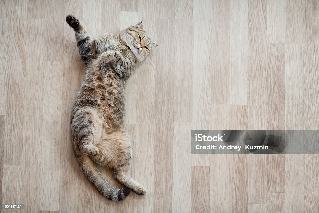 Cat top view lying on parquet floor Adult cat lying on parquet floor at home Domestic Cat Stock Photo