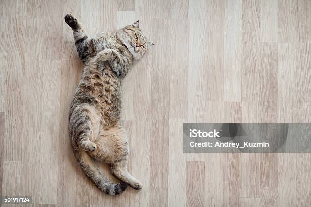 Cat Top View Lying On Parquet Floor Stock Photo - Download Image Now - Domestic Cat, Flooring, Pets